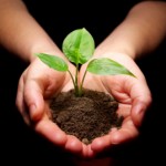 Hands Holding Seedling