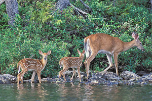 A pair of Red-tail Deer fawns follow behind Mom.